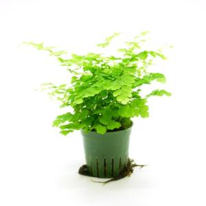 アジアンタム ミニ 観葉植物 の商品一覧 花 ガーデニング 通販 Yahoo ショッピング