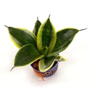 サンスベリア グリーングランデ リトル苗 1.5号 4.5Φ 観葉植物 ハイドロカルチャー 水耕栽培 インテリアグリーン