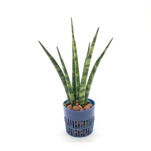 サンスベリア 水耕栽培 観葉植物 の商品一覧 花 ガーデニング 通販 Yahoo ショッピング