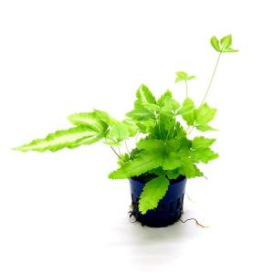 プテリス 水耕栽培の商品一覧 通販 Yahoo ショッピング