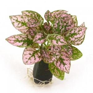 ヒポエステス ピンク 観葉植物 の商品一覧 花 ガーデニング 通販 Yahoo ショッピング