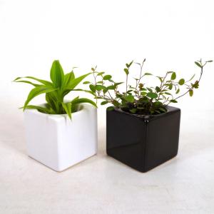 リトルフィット 1.5号苗 観葉植物 ハイドロカルチャー 水耕栽培 インテリアグリーン