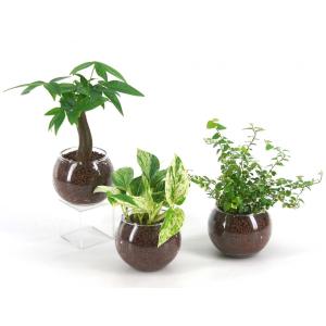 バルンボール100 ハイドロコーン植え 観葉植物...の商品画像