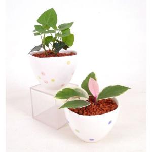 セラミスの商品一覧 通販 Yahoo ショッピング