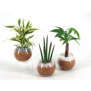バルンボール100 エコスギ植え 観葉植物 ハイドロカルチャー 水耕栽培 インテリアグリーン