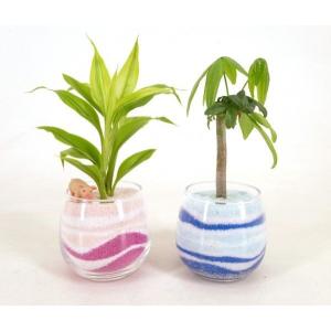 カラーサンド植え作成キット 初心者向け 顆粒タイプ 観葉植物 ハイドロカルチャー 水耕栽培 インテリアグリーン
