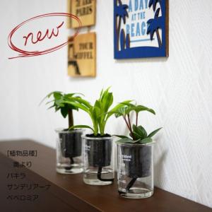 ウォータリウム ビーカーS100ml 炭植え 観...の商品画像