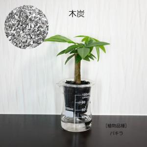 ウォータリウム ビーカーS100ml 炭植え ...の詳細画像3