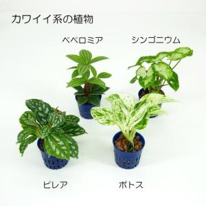 ウォータリウム ビーカーS100ml 炭植え ...の詳細画像4