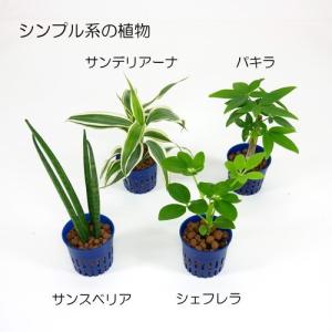 ウォータリウム ビーカーS100ml 炭植え ...の詳細画像5