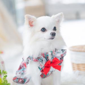 CanNana きゃんナナ 犬服 春 夏 さくらんぼチュールワンピース SS-L