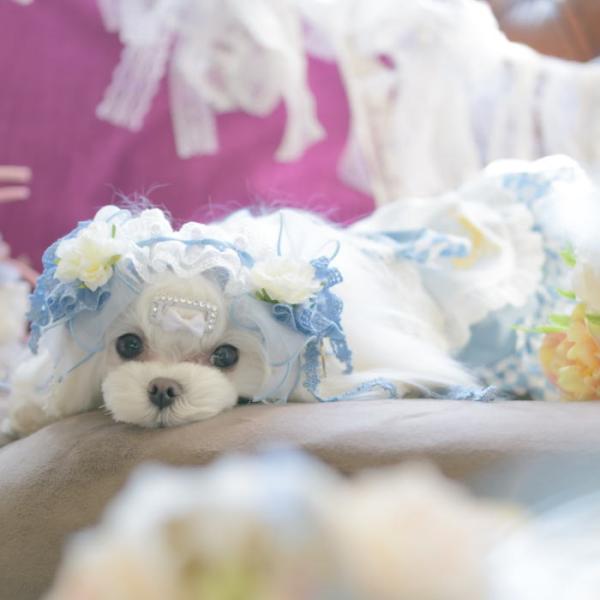 犬 アクセ  CanNana 【きゃんナナ】アリスのドレスカチューシャ　arice ありす カチュー...