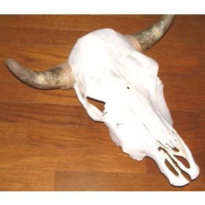 アメリカ直輸入! 豪華 テキサス カウスカル 牛頭骨 壁掛け アメリカ直輸入! 豪華 テキサス カウスカル 牛頭骨 壁掛け