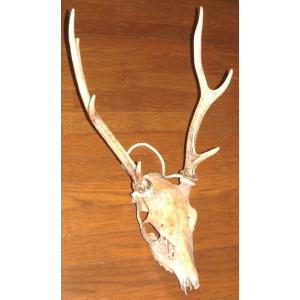 アメリカ直輸入！ 豪華 テキサス カウスカル 牛頭骨 壁掛け (46cm×44cm