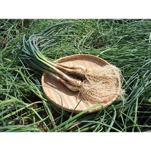 マルシマ らっきょう 国産らっきょう 80g×...の詳細画像2