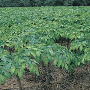 マルシマ 有機生芋蒟蒻 <玉> こんにゃく 広...の詳細画像1