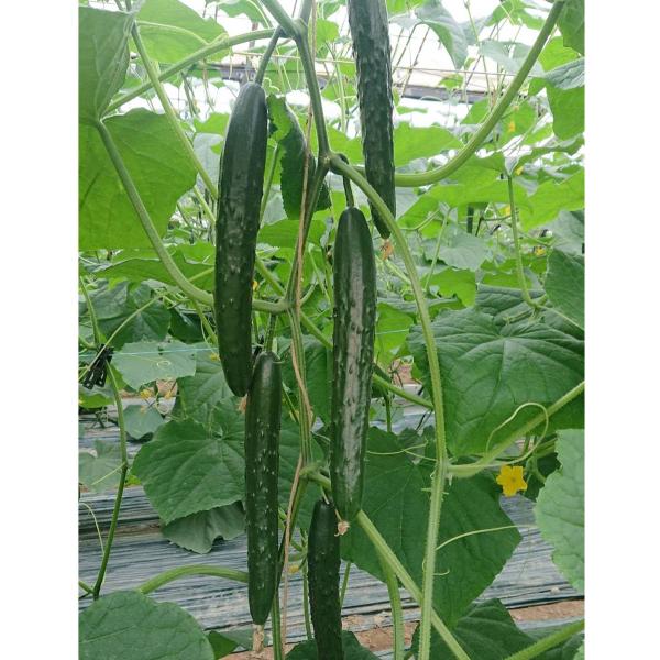 優聖 350粒 胡瓜 キュウリ きゅうり【朝日アグリア 種 たね タネ 】【【通常5倍 5のつく日は...