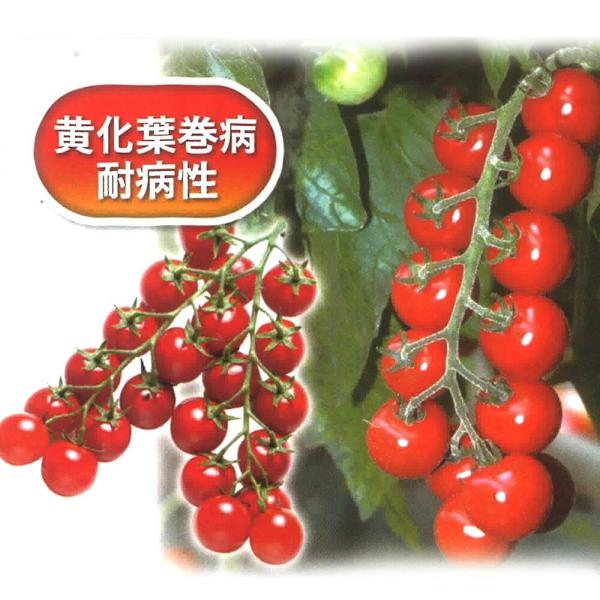 リトルジェムプレミアム 100粒 トマト とまと 蕃茄【朝日アグリア 種 たね タネ 】【【通常5倍...