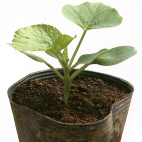 ワンツージャック 100粒 メロン台木 メロンダイギ めろんだいぎ【朝日アグリア 種 たね タネ 】...