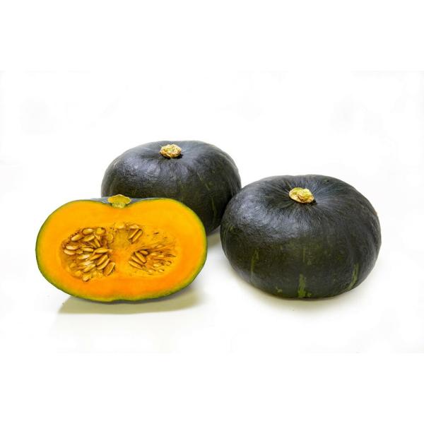 プリメラエース 100粒 南瓜 カボチャ かぼちゃ【朝日アグリア 種 たね タネ 】【【通常5倍 5...