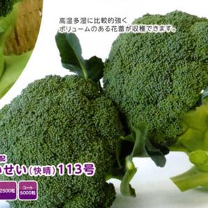 SK9-099 ブロッコリー種子 ペレット5000粒 【野菜種子】【サカタ