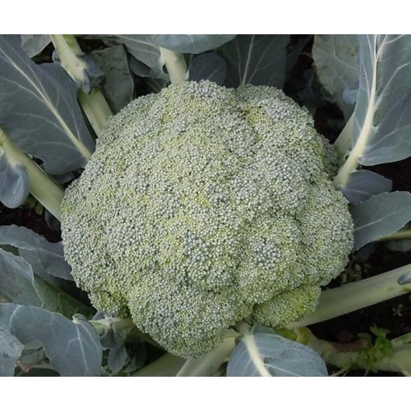 まい緑214C 5000粒(Lコート) ブロッコリー【朝日アグリア 種 たね タネ 】【【通常5倍 ...