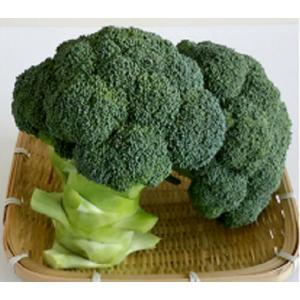 サカタのタネ（サカタノタネ） ブロッコリー おはよう 2000粒 （株