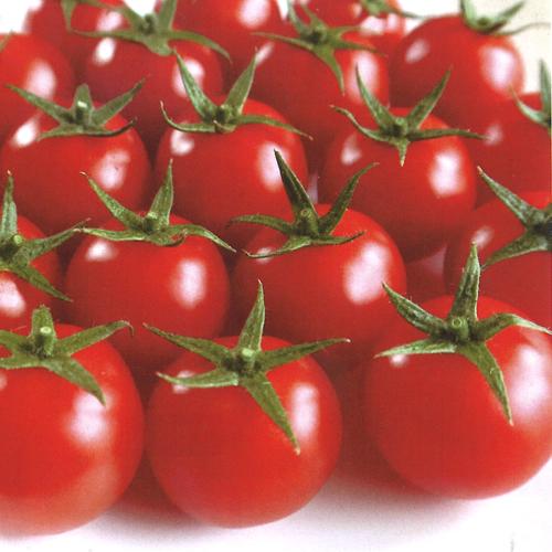 ランゼ(AS-376)　100粒 トマト とまと 蕃茄【朝日アグリア 種 たね タネ 】【通常5倍 ...