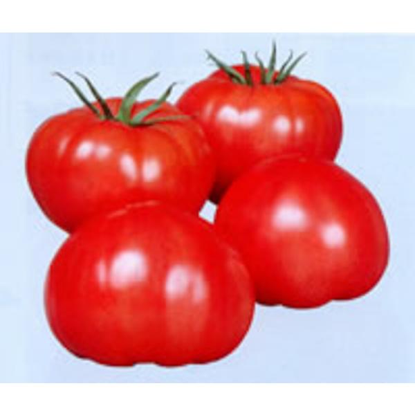 スーパーファースト 100粒 トマト とまと 蕃茄 100粒 トマト とまと 蕃茄 愛三種苗 【愛三...