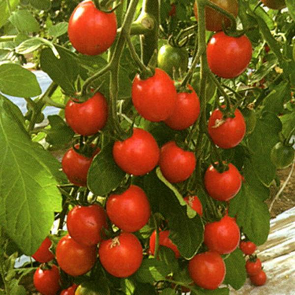 エコスイートミニ 1000粒 トマト とまと 蕃茄 1000粒 トマト とまと 蕃茄 愛三種苗 【愛...