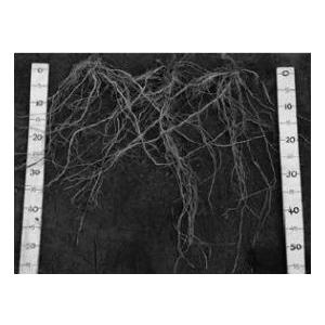 がんばる根 1000粒 台木 ダイギ だいぎ 1000粒 トマト台木  愛三種苗 【愛三種苗 種 た...