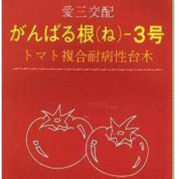 がんばる根-3号 100粒 台木 ダイギ だいぎ 100粒 トマト台木ぎ 愛三種苗 【愛三種苗 種 ...