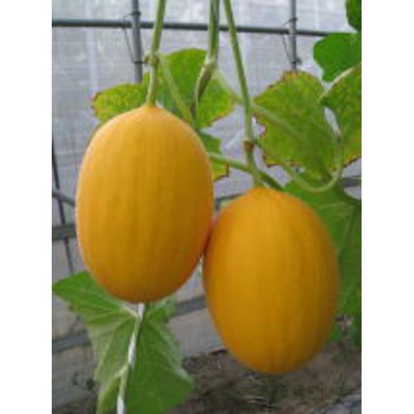 貴黄 100粒 めろん メロン  愛三種苗 【愛三種苗 種 たね タネ 】【通常5倍 5のつく日はポ...