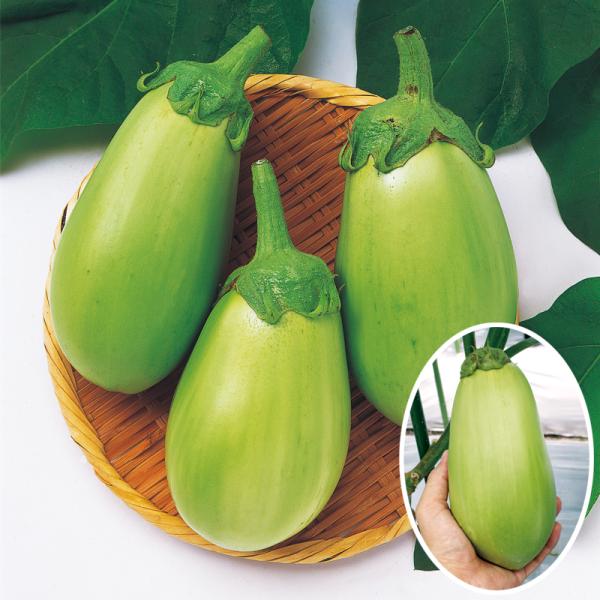 白丸茄子 2000粒 ナス なす 茄子 【中原採種場 種 たね タネ 】【通常5倍 5のつく日はポイ...