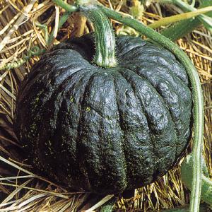 新土佐 2dl 台木 ダイギ だいぎ 【中原採種場 種 たね タネ 】【通常5倍 5のつく日はポイン...