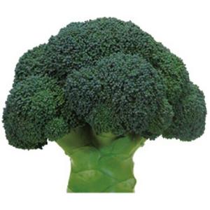 SK9-099 ブロッコリー種子 ペレット5000粒 【野菜種子】【サカタのタネ