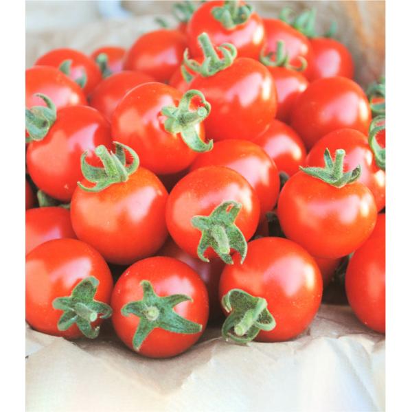 あやおり 500粒 トマト ミニトマト 【エンザの種 種 たね タネ】【通常5倍 5のつく日はポイン...