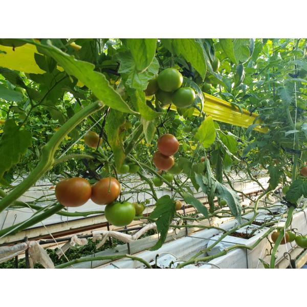 ロエンザ 500粒 トマト とまと 大玉トマト 【エンザの種 種 たね タネ】【通常5倍 5のつく日...