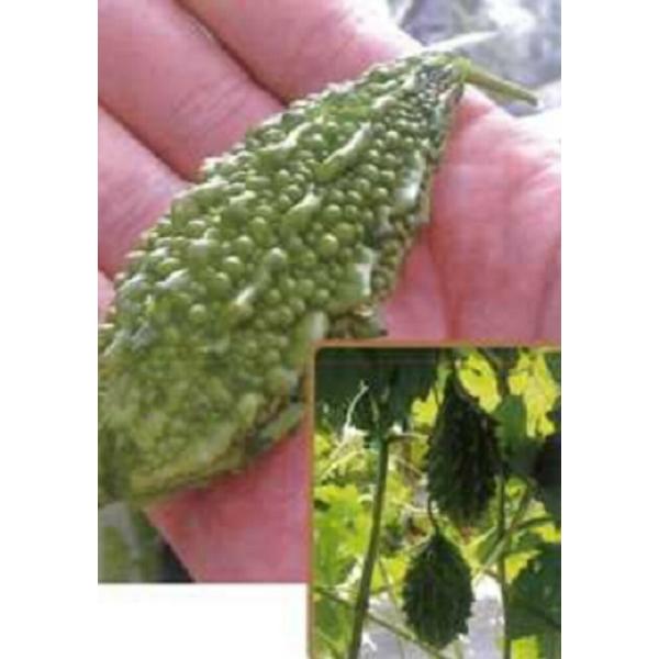 すずめゴーヤー (ミニ苦瓜) 1L ニガウリ にがうり 苦瓜【フタバ 種 たね タネ】【通常5倍 5...