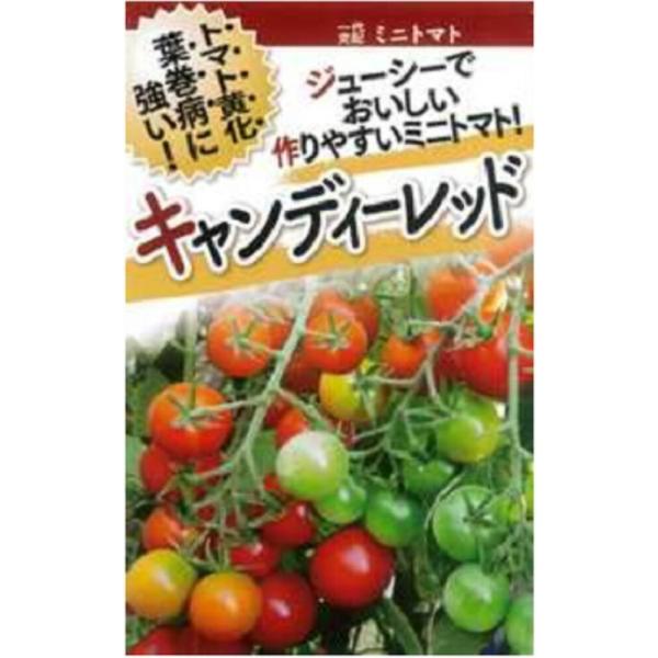 キャンディーレッド 1000粒 トマト とまと 蕃茄【フタバ 種 たね タネ】【通常5倍 5のつく日...