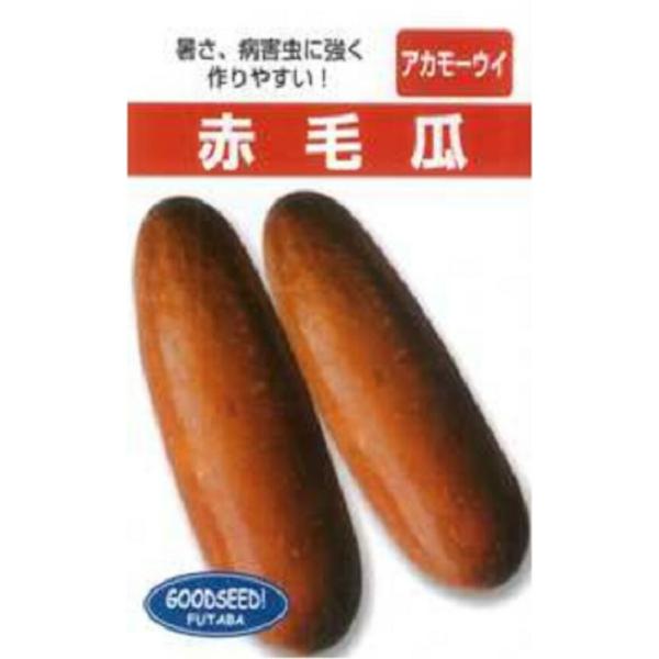 沖縄 赤毛瓜 1DL ウリ うり 瓜【フタバ 種 たね タネ】【通常5倍 5のつく日はポイント10倍...
