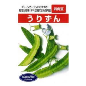 タキイ種苗 レタス ヒートガイ ペレット5000粒 : 種苗・園芸ショップ