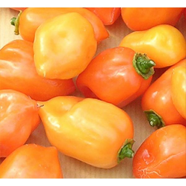 ハバネロ(オレンジ) 1000粒 唐辛子 とうがらし トウガラシ【フタバ 種 たね タネ】【通常5倍...