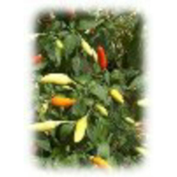 タバスコ 1000粒 唐辛子 とうがらし トウガラシ【フタバ 種 たね タネ】【通常5倍 5のつく日...