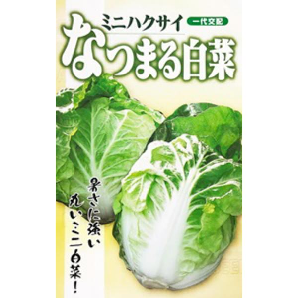 なつまる白菜 1千粒コート 白菜 ハクサイ はくさい【フタバ 種 たね タネ】【通常5倍 5のつく日...