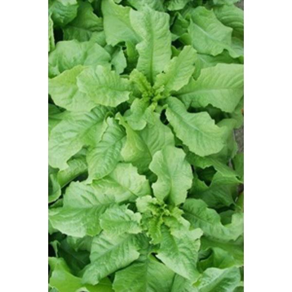 グリーンサム 20ml レタス【フタバ 種 たね タネ】【通常5倍 5のつく日はポイント10倍】