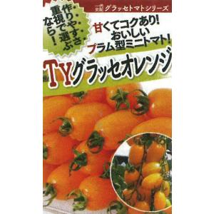 TYグラッセプラス オレンジ  100粒 トマト とまと 蕃茄【フタバ 種 たね タネ】【通常5倍 ...