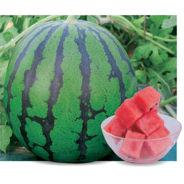 祭ばやしAD 大玉スイカ 200粒 スイカ すいか 西瓜【萩原農場 種 たね タネ】【通常5倍 5の...