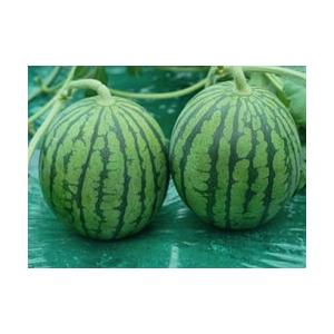 タキイ種苗 レタス ヒートガイ ペレット5000粒 : 種苗・園芸ショップ