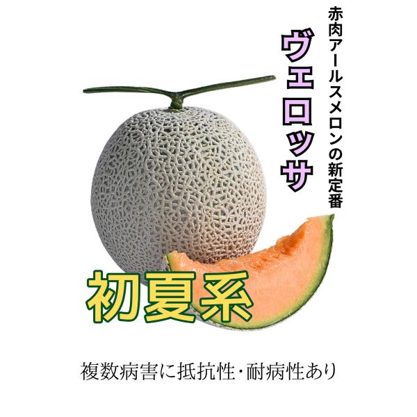 アールスヴェロッサ 初夏系 メロン 100粒 めろん メロン 舐瓜【萩原農場 種 たね タネ】【通常...